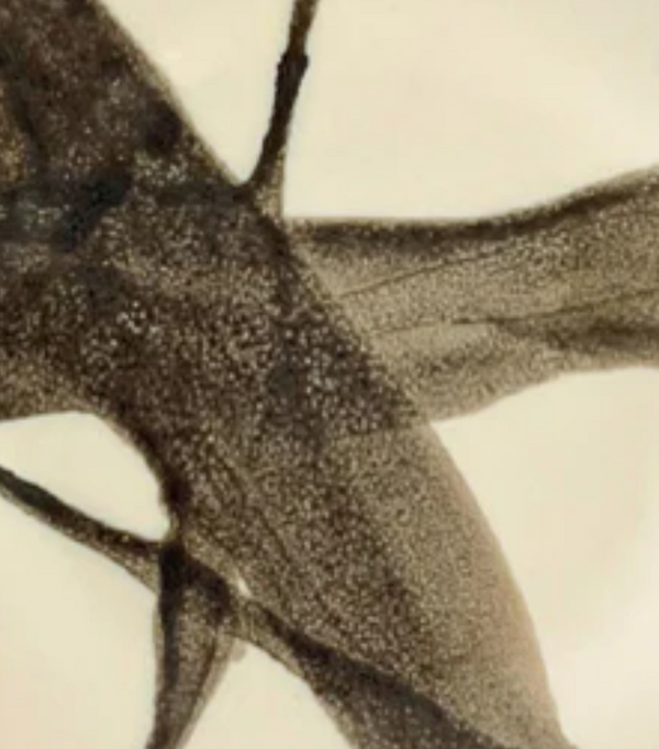 Close-up of Urban Dinnerware - Custom by Alex Marshall Studios, featuring a detailed dark brown and beige abstract pattern reminiscent of fish fins or leaves. Handmade stoneware plates are microwave and dishwasher safe.